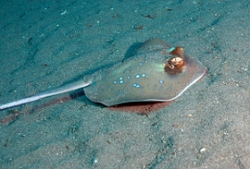 Bali 2016 - Blue spotted stingray - Raie pastenague a taches bleues - Neotrygon kuhlii - IMG_6053_rc